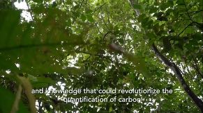 Proyecto Deep Forest Proyecto Deep Forest